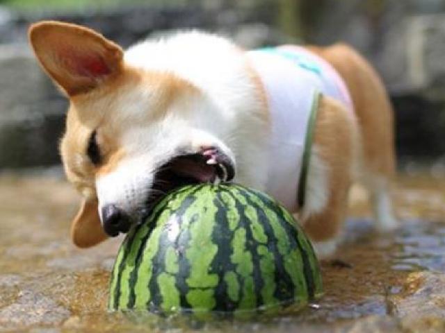 멍뭉이도 반해버린 <strong>수박</strong>