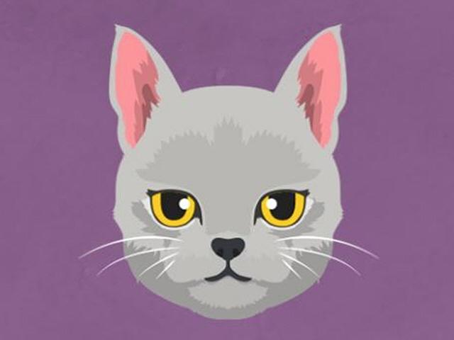 고양이 수염 역할이 뭔가요?
