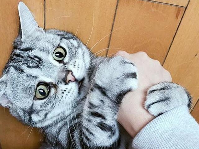세상에서 제일 억울한 고양이 '<strong>루후</strong>'