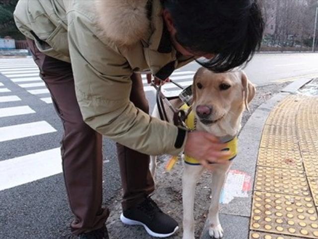 안내견을 키우는 보이지 않는 손