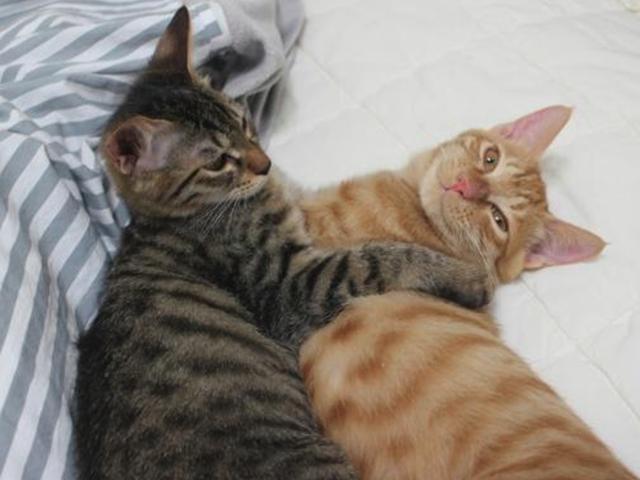 고양이 <strong>입양</strong> 전에 생각해야 하는 파양 사유