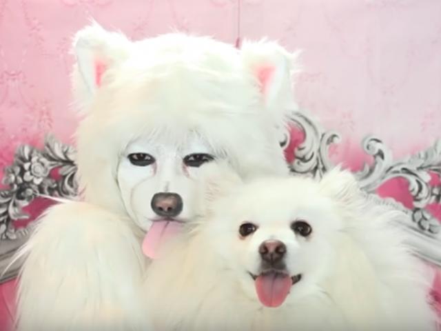 '사람이 강아지로 변신했다' 마법의 화장법