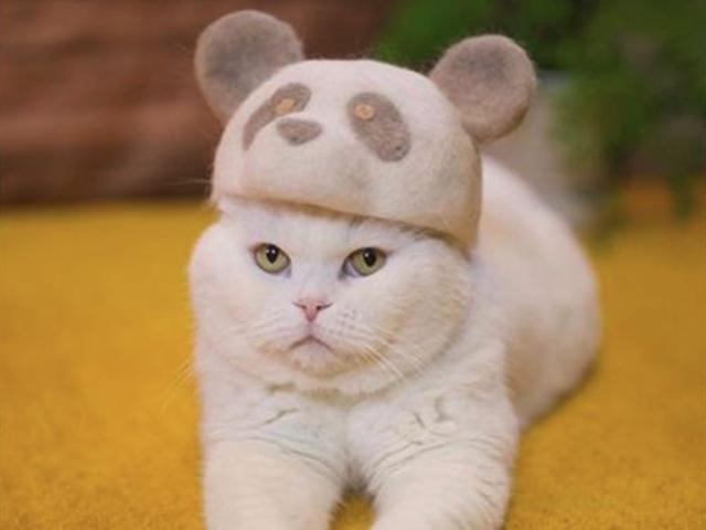 빠진 <strong>털</strong>도 다시 보자