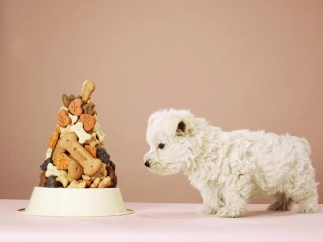 우리 멍뭉이ㆍ<strong>냥이</strong> 간식비 부담되요~