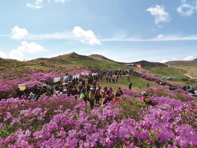 2018 봄꽃 축제의 花려함