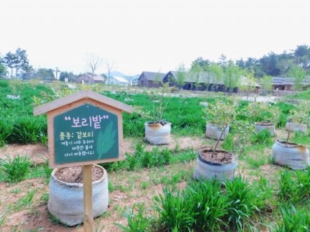 [농부가 된 셰프⑤]자연속에서 <strong>자연식</strong>재료를 요리하다…