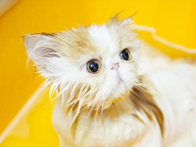 <strong>냥이</strong>의 미모를 빼앗는 방법