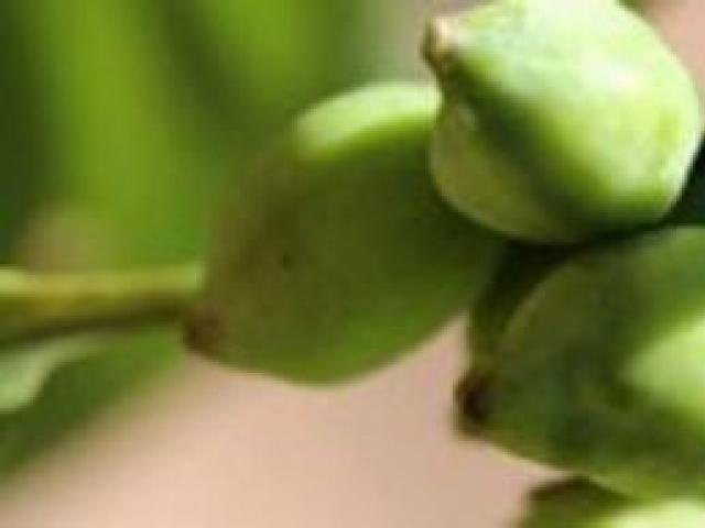 오렌지 말고도 많다…비타민C가 <strong>풍부한</strong> <strong>음식</strong>들