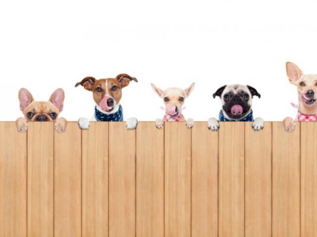 우리집 댕댕이 데이터가 돈이라고?
