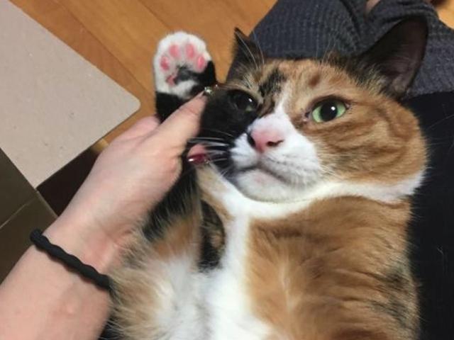 "집사는 내꺼다옹!" 도장 쾅! 찍은 고양이