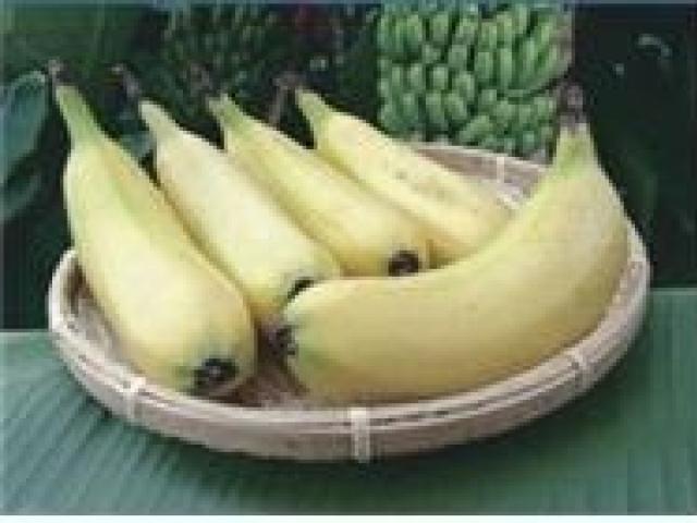 '온난화도 기회', 일본 제과 회사가 카카오빈 재배