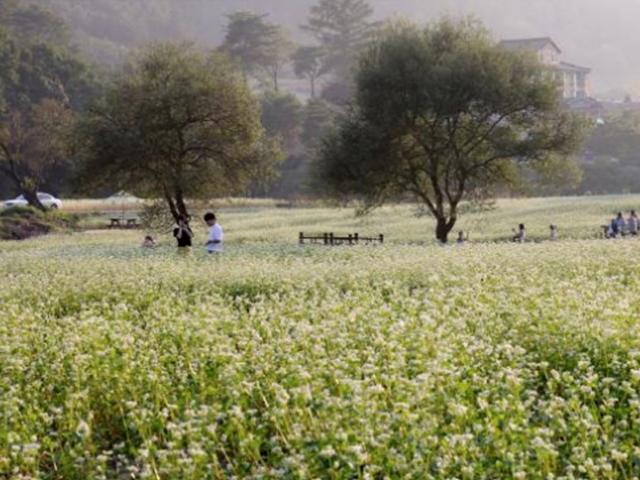 어느새 가을...'메밀꽃 필 무렵'의 봉평 <strong>여행</strong>