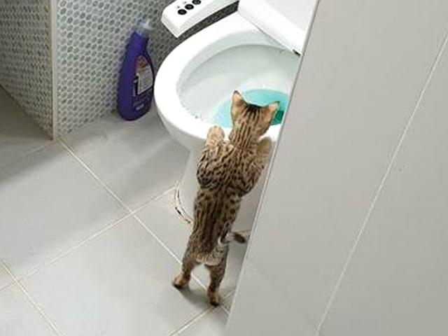 고양이 앞에서는 변기 물도 함부로 내리지 말라더니..