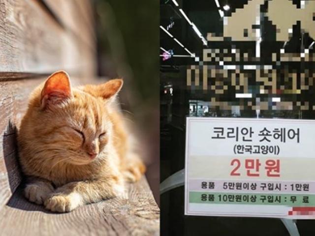 ‘물건 사면 <strong>공짜</strong>’ 비난 쏟아진 고양이 광고