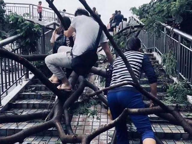 '괴물 <strong>태풍</strong> <strong>망쿳</strong>' 계단 아닌 '나무'에 올라 출근하는 선전 시민들