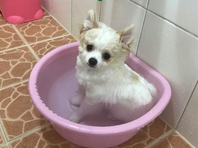 "혼자서도 잘해요!".. 셀프 <strong>목욕</strong> 즐기는 개린이