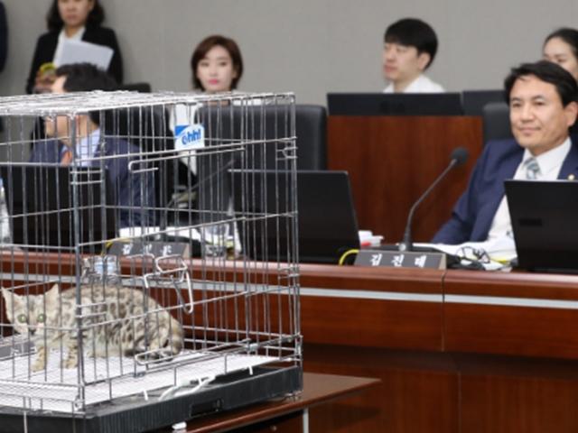 '퓨마 사살' 질타 <strong>김진태</strong>, 정작 고양이 학대 논란