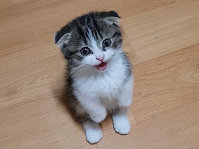 "엄마, 형아가..냥냥늉늉" 서서 말하는 고양이
