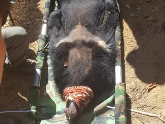 지리산 등산객과 어울리던 새끼 반달가슴곰 결국 쇠창살 갇혀