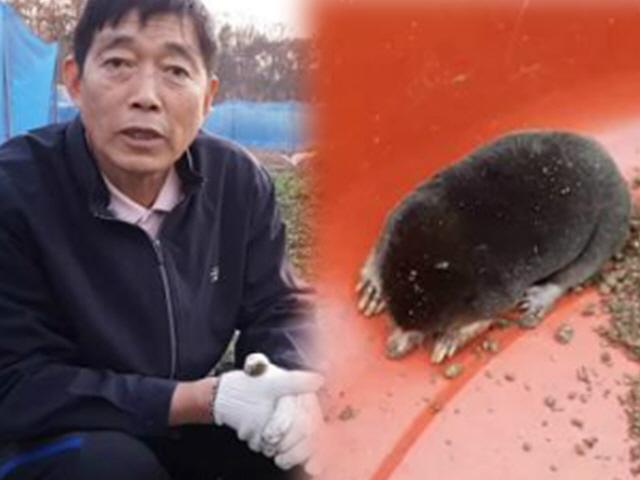 두더지의 '해악' 전하려다가 유튜브 대박 터뜨린 중년 농부