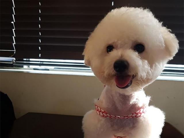 엄마 따라 '아장아장'.. 걸음마 연습하는 강아지