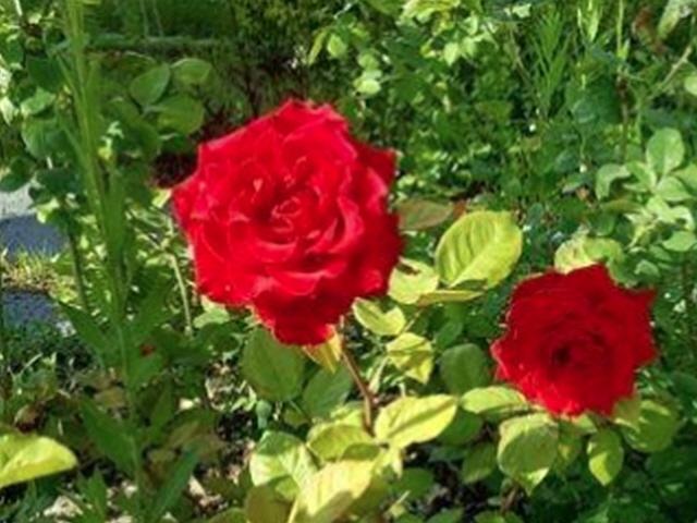 아픈 부인 위해 <strong>장미꽃</strong> 뽑은 할아버지 경미범죄심사위서 선처