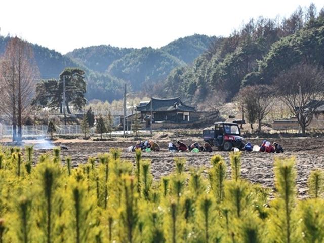 솔향기 그윽한 봉화 춘양, 억지로라도 한번 가보시더