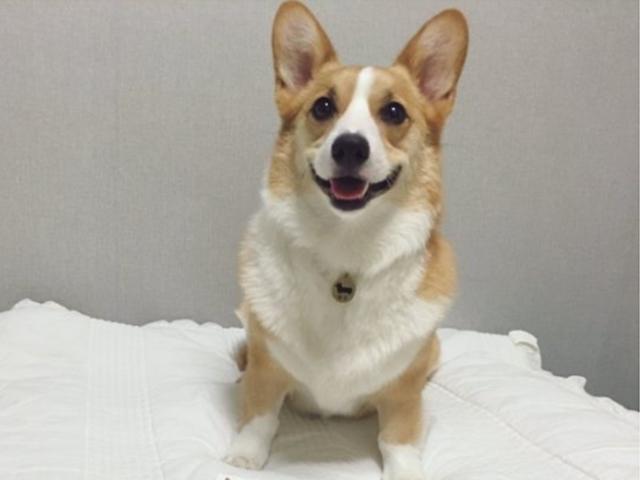 유명한 댕댕이 인스타그램 BEST 5