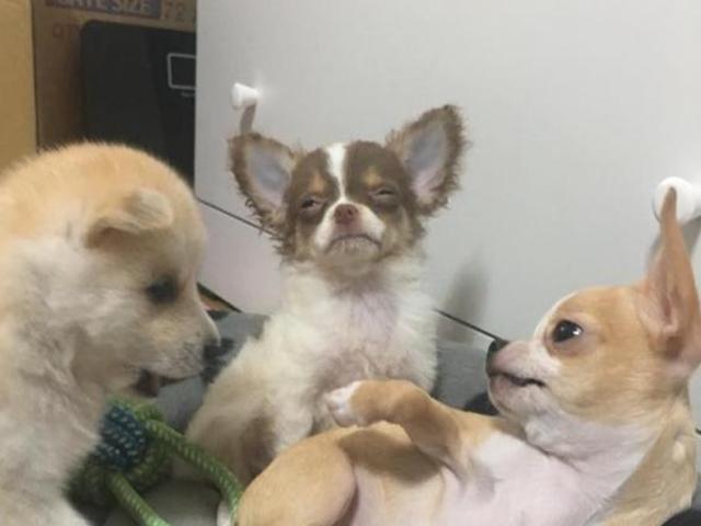 싸움 말리다 '죽빵' 맞은 <strong>치와와</strong>의 설움.."꼭 짱이 될 테다!"
