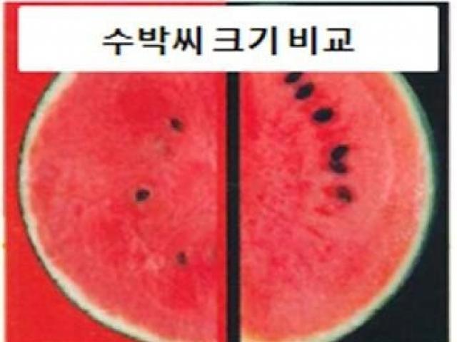 일본 SNS에서 뜨는 이색 농산물들