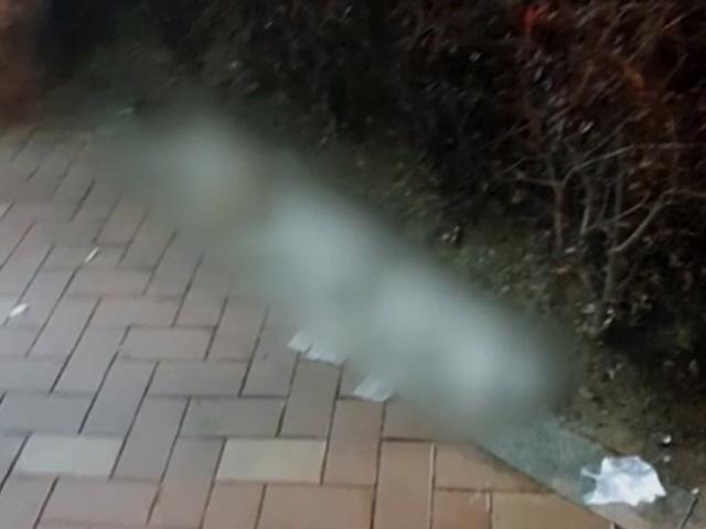 건물 밖으로 내던져진 강아지 3마리…20대 견주 입건