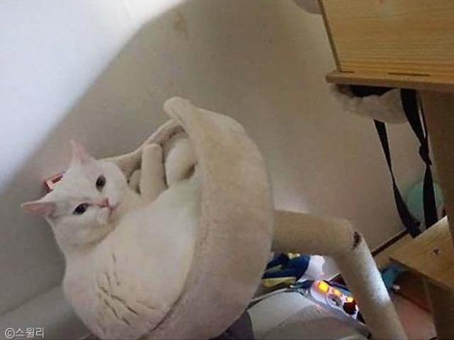 "캣타워 부러져도 나는.." 귀차니즘 '지존' 고양이