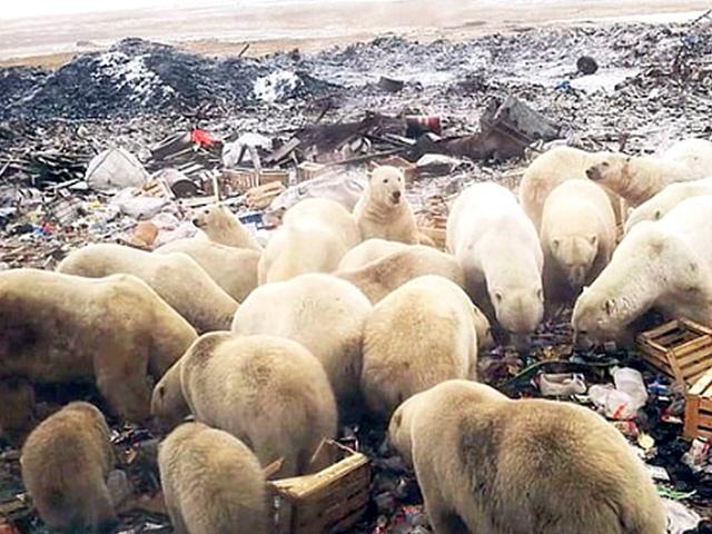 <strong>북극곰</strong> 50여 마리 떼로 마을 점령…기후변화의 재앙