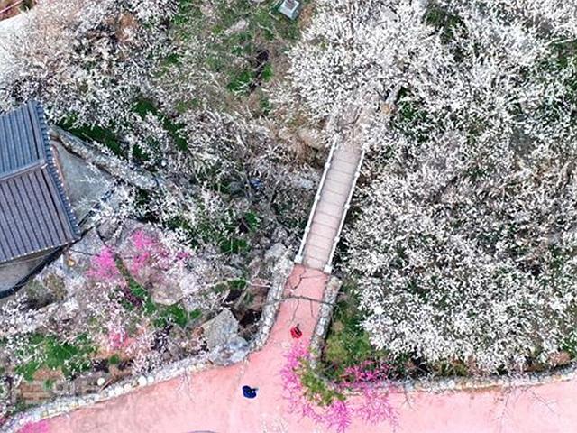 오늘부터 광양<strong>매화축제</strong>… 섬진강은 온통 꽃 대궐