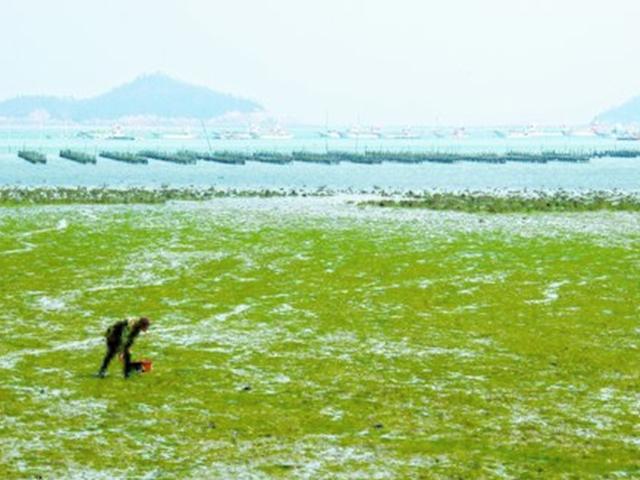연두 <strong>봄동</strong>, 분홍 노루귀, 초록 파래… 알록달록 물든 진도