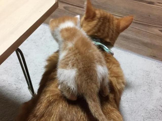 "이랬던 고양이를.." <strong>과체중</strong> 부른 고양이 '확대'범
