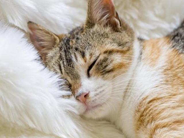 잠꾸러기 고양이, 너무 잠만 자요!
