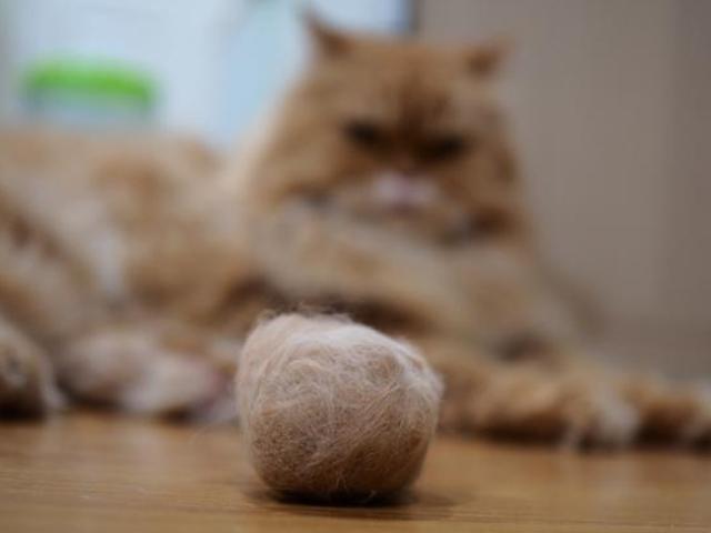 막내 떠나보낸 윤균상.. 이별 단초가 된 고양이 헤어볼이란