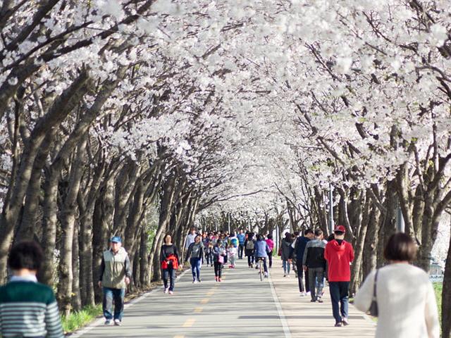 덜 알려져서 한적한 서울시 벚꽃명소
