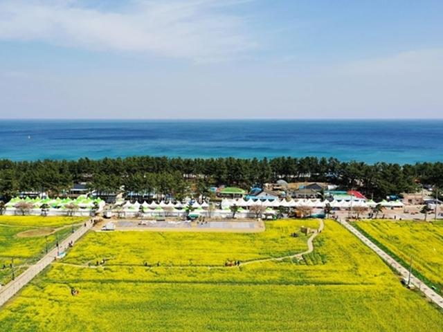 파란 바다ㆍ하얀 모래, '눈이 부시게' 삼척 봄 만끽