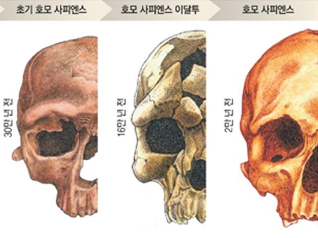 풍부한 의사소통 위해… <strong>인류</strong>, 코 빼고 얼굴 돌출부 다 버렸다