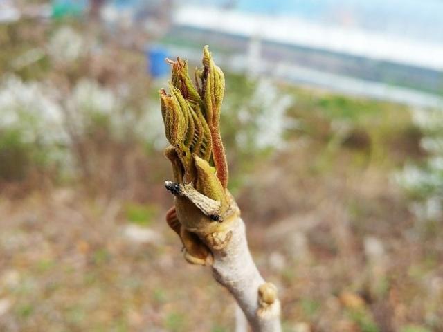 옻순ㆍ오가피순ㆍ화살나무순…<strong>봄철</strong> 보약 ‘순채소’
