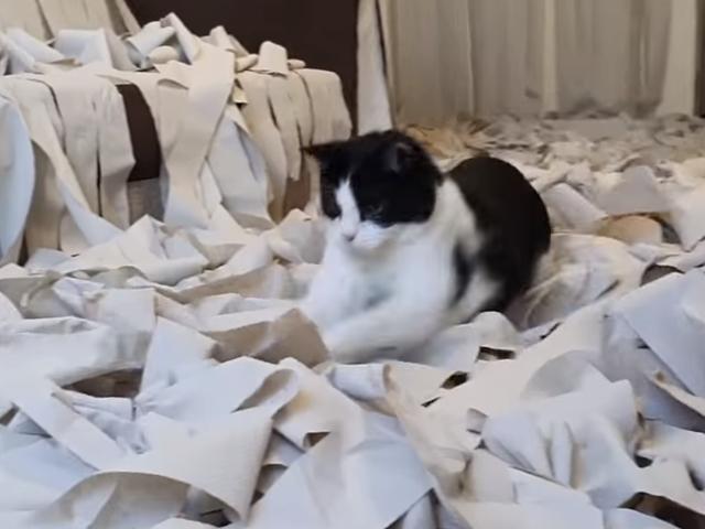최애 장난감 '화장지'로 <strong>고양이</strong>방 만들어준 <strong>집사</strong>