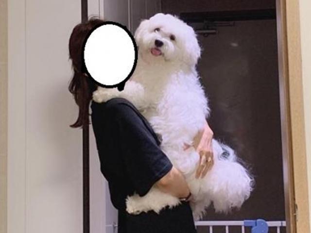 13kg 초대형 왕<strong>말티즈</strong>의 위엄..."왕크니까 왕귀엽다!"