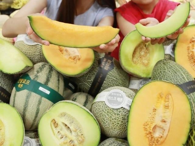칸탈로프ㆍ하니원ㆍ노을ㆍ백자…제철 맞은 멜론