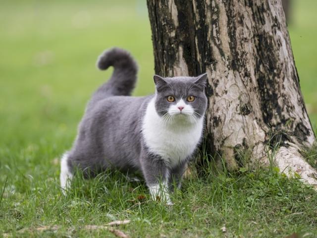 외출<strong>냥이</strong>는 건강할까?