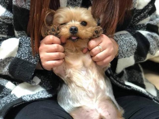 '손!'을 잘못 배운 강아지.. 손 대신 '이것'