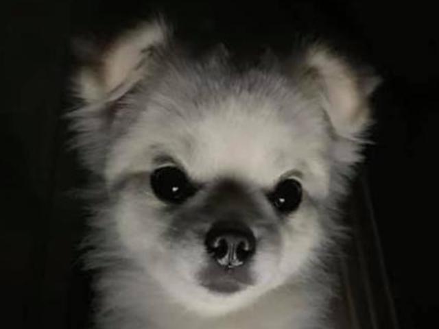 여름대비 납량특집 '심령 강아지'.."내 개껌 내놔~"