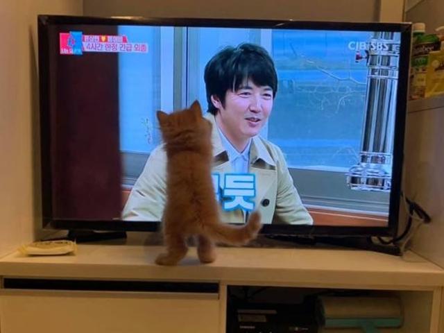 TV 보는 아깽이의 아찔한 뒤태.."<strong>집사야</strong>, 얘는 누구냥?"