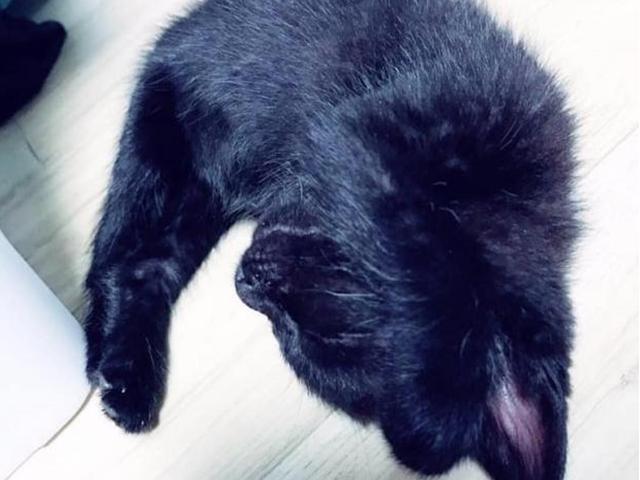 "얘 뒷다리 어디 갔어!" 인터넷 발칵 뒤집은 고양이